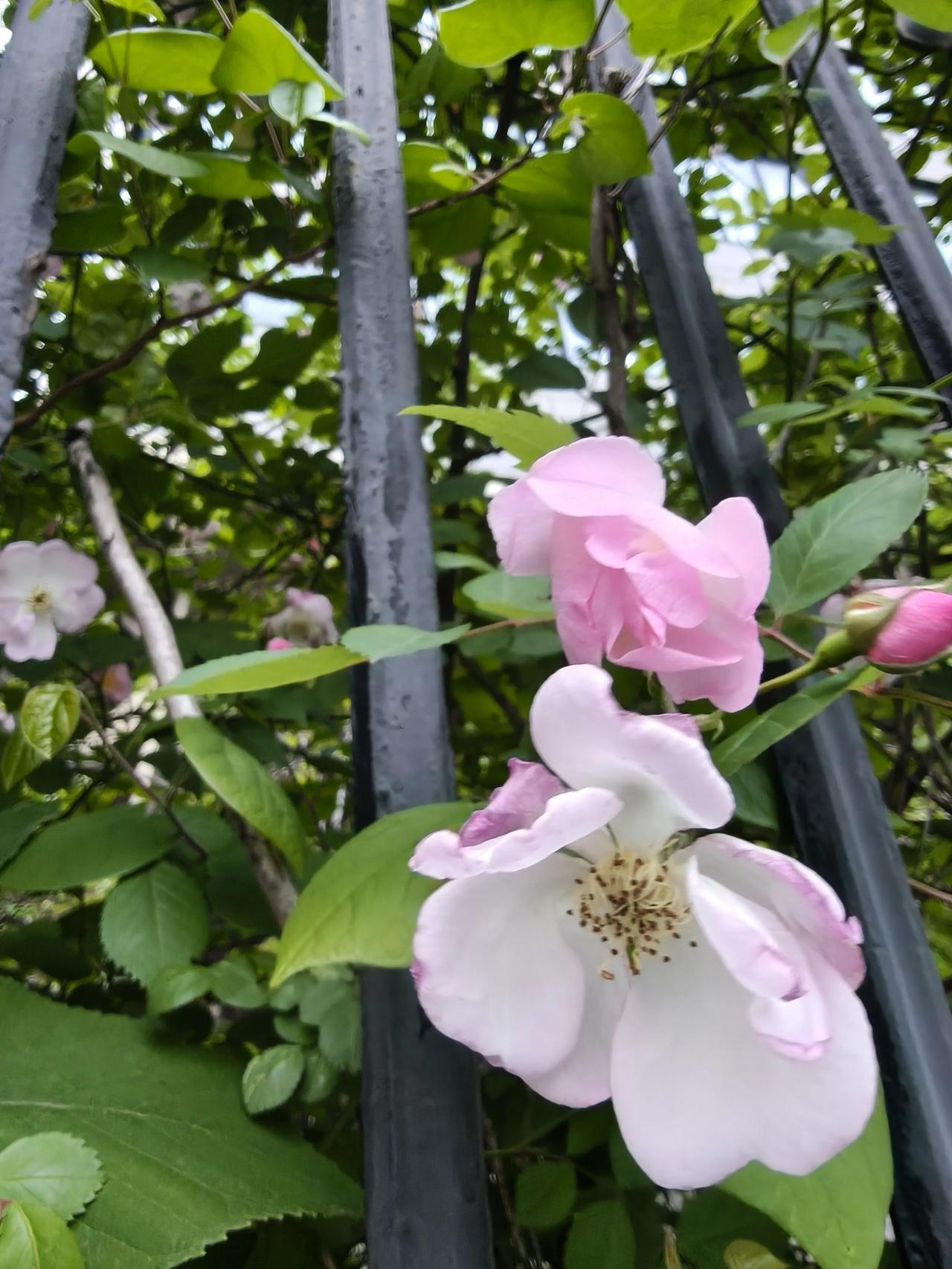 初夏日光长，风暖蔷薇香

蔷薇花盛开了！

初夏日光长，风暖蔷薇香。夏日悄来，蔷