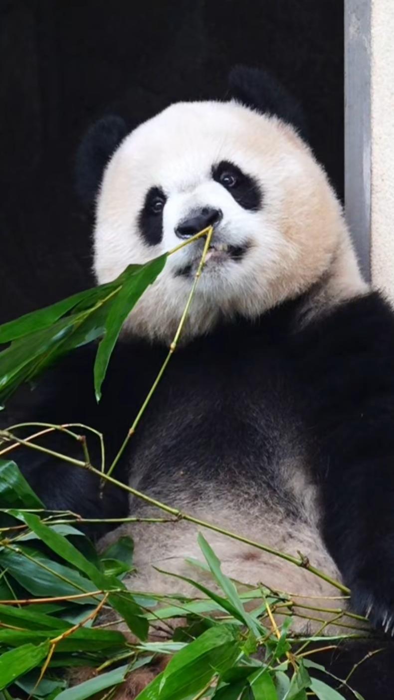 比较钟情于大熊猫渝爱，对她有滤镜。不管它是什么样子，我都好喜欢她。

她小时候在