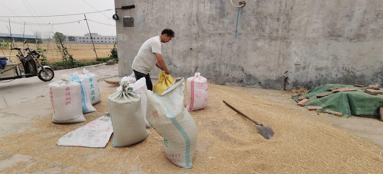 为什么现在农村人都不再存粮食了？但是今年我存了将近1000斤小麦。首先就是多年以