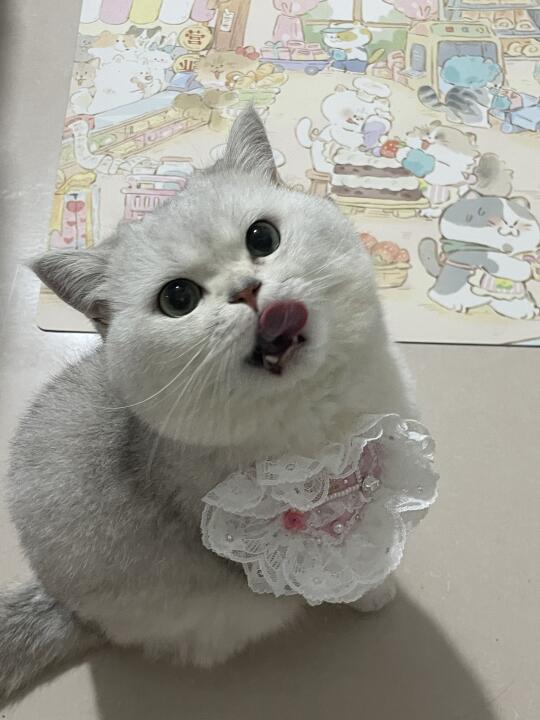 小馋喵～