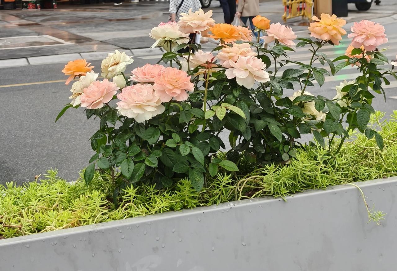市政种的这个花叫什么 真好看
好养活吗 基本都是这个色。