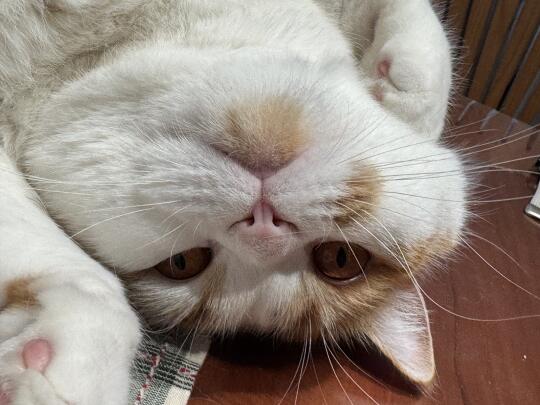 换个视角看小猫