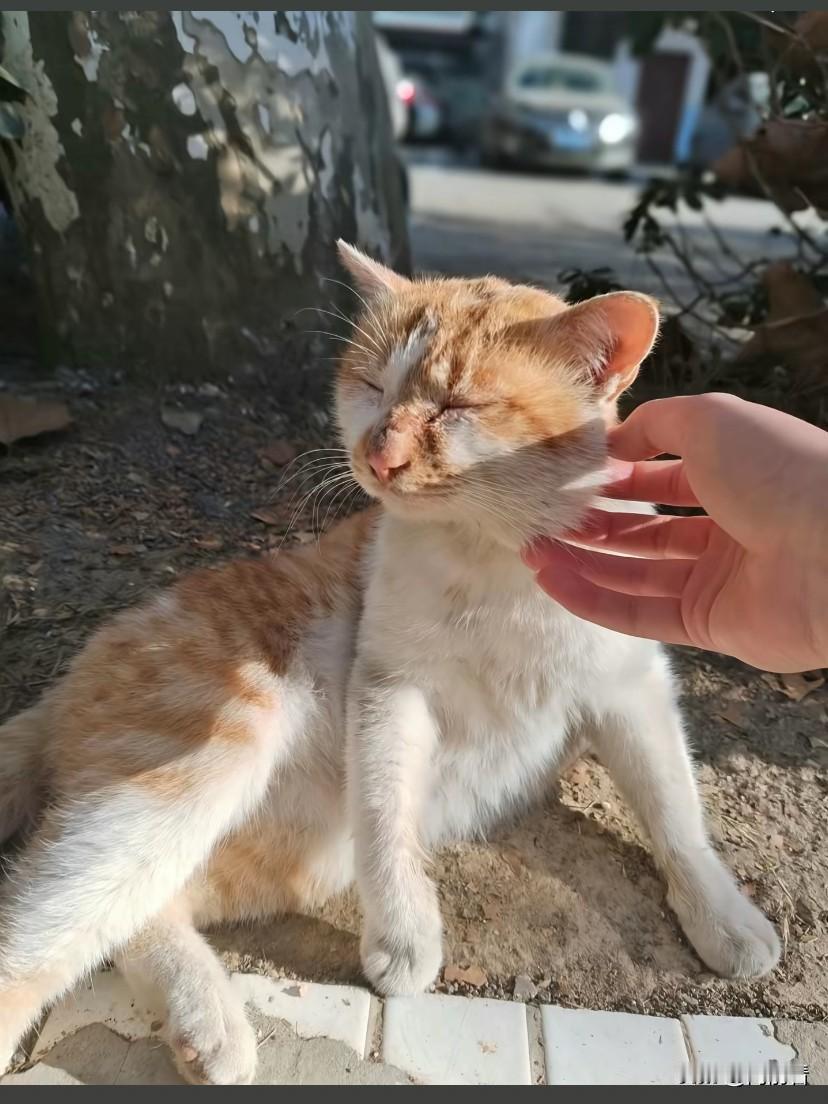 惨不忍睹！初中老师竟然当着学生面踩死小猫，太吓人了！每个生命都应当被尊重啊！
