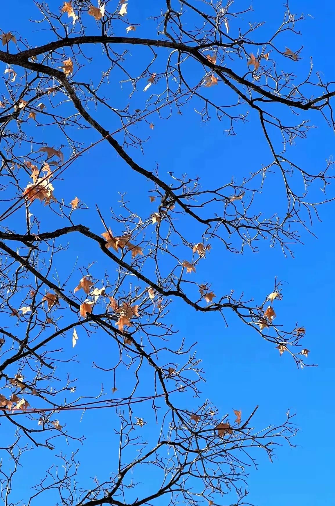 上联：红叶独怜秋风舞；
下联：？？？