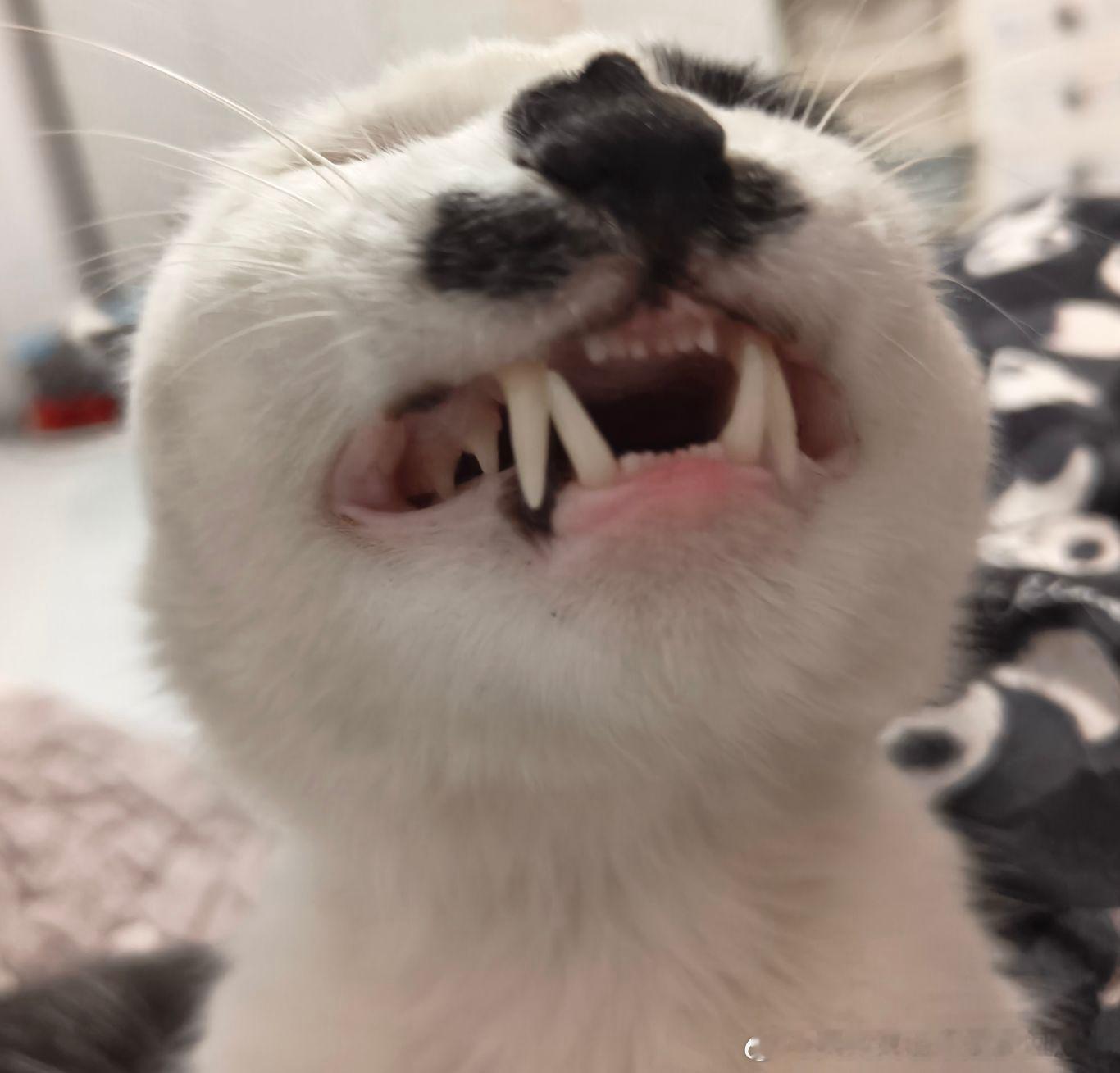 50366【丑猫】我害怕 