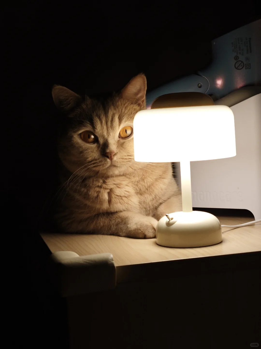 小猫与灯灯灯灯💡