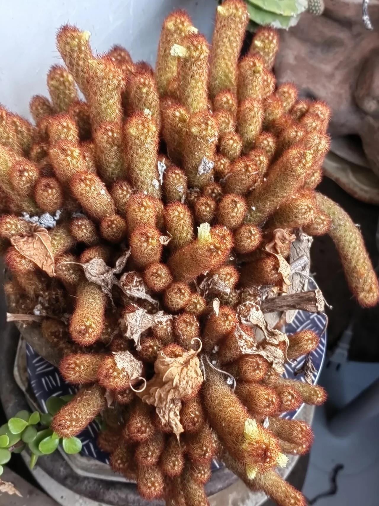 小花。