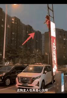 谁栓的狗子🐶？
你是故意的吗？😡