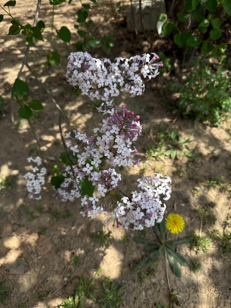 花开的时候 