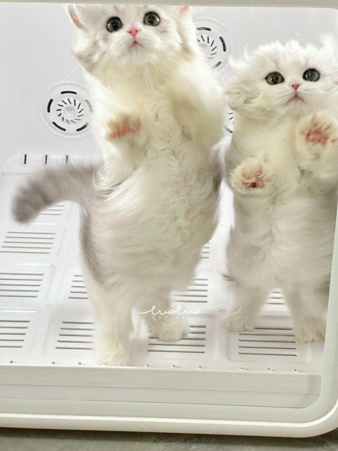 我爱洗猫，心情好好