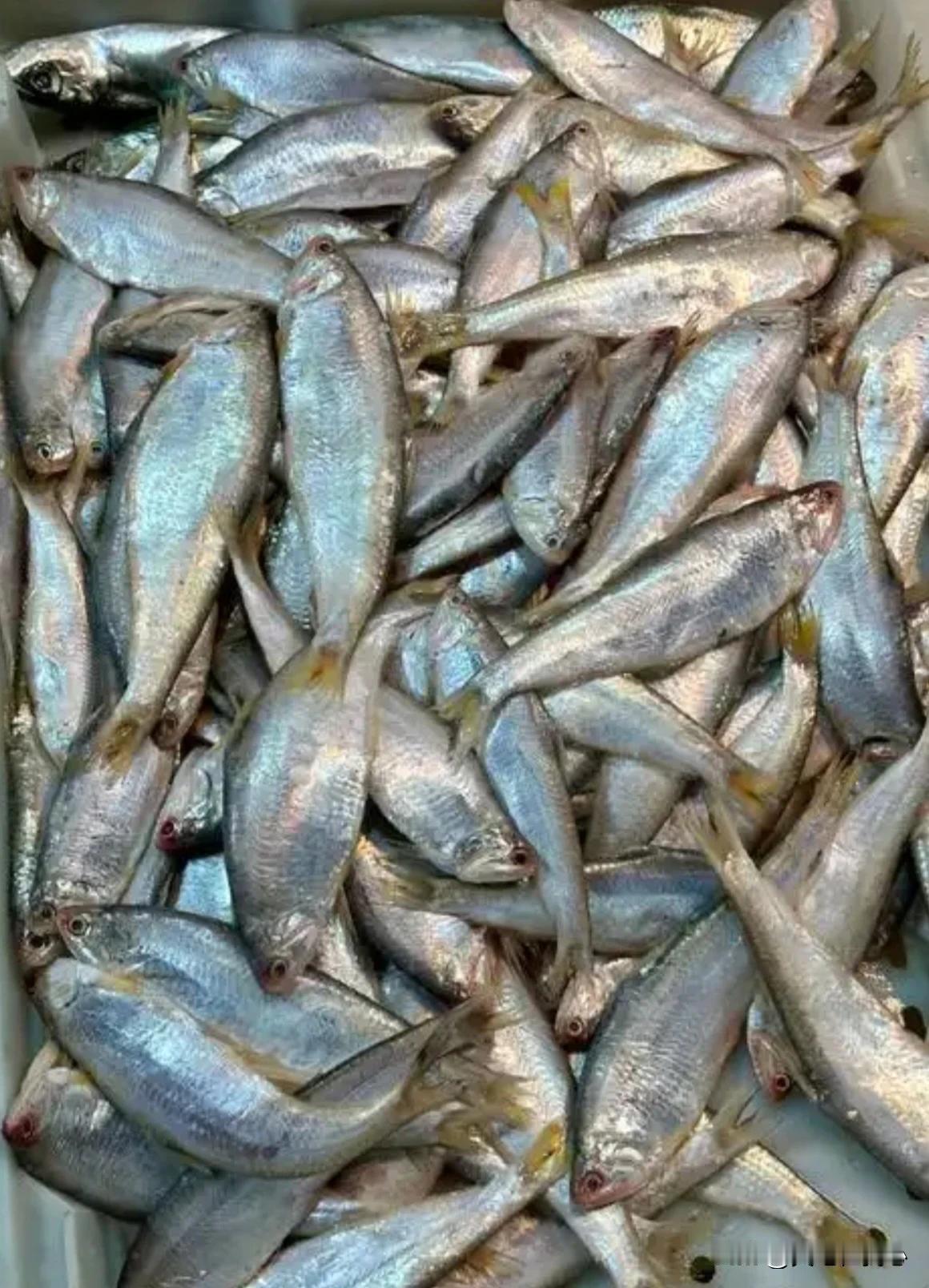 季节海鲜美味——“黄煎子鱼”
4月份上旬，山东沿海日照周边盛产这种洄游鱼；日照周