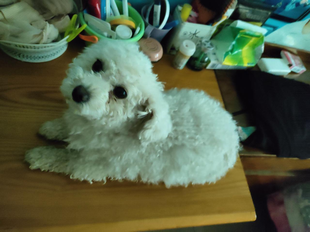 一身蓬松雪白的卷毛，圆溜溜的大眼睛软乎乎惹人疼，时而乖乖趴在木桌上静静发呆，时而
