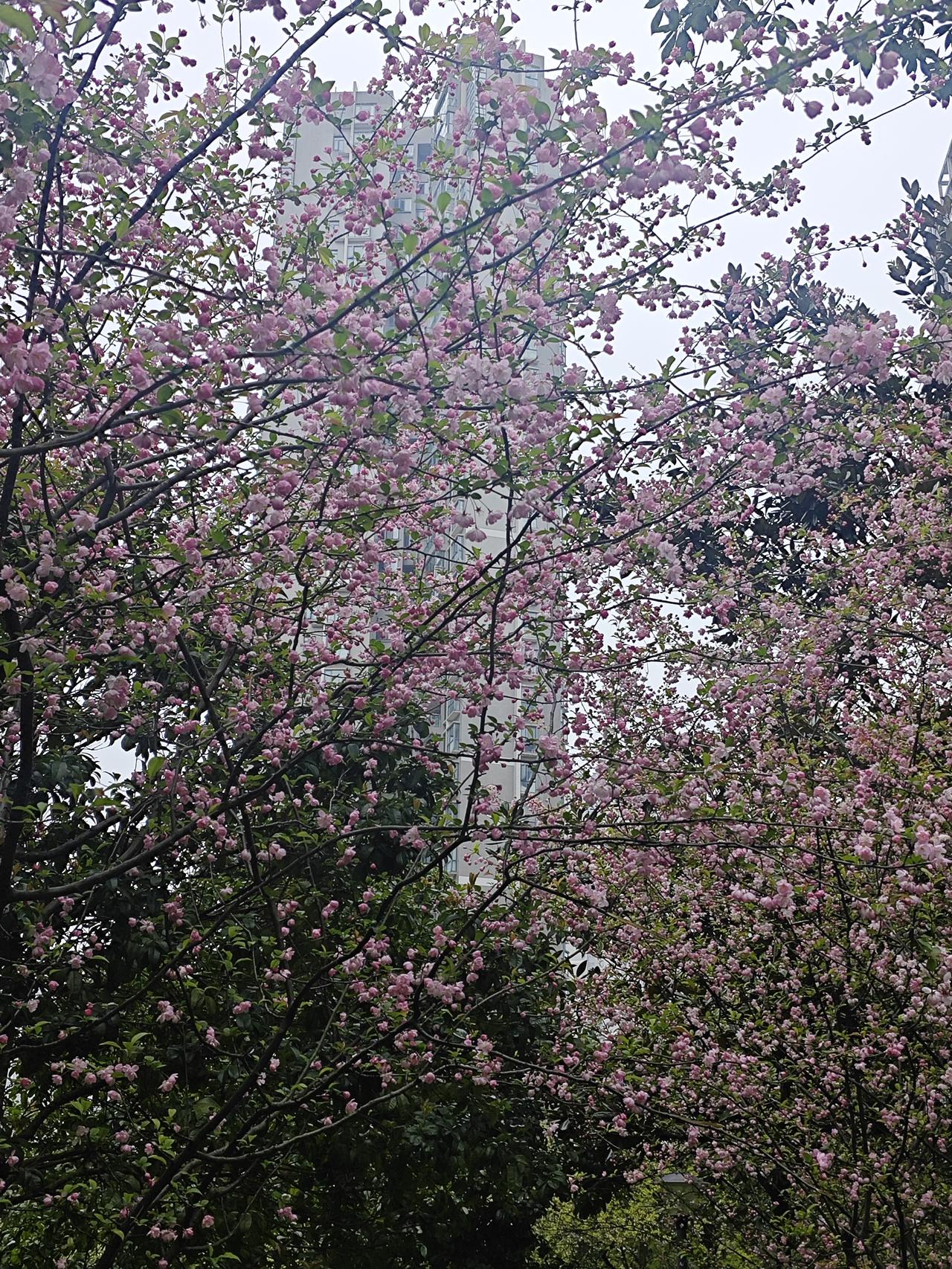 春风轻轻拂过枝头，把冬日的寒意一点点吹散。枝头悄悄冒出嫩芽，草儿从土里探出头，染