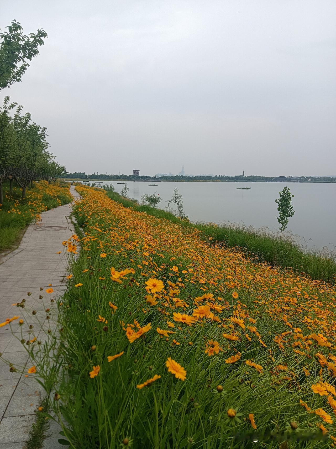 昆明池现在是菊香飘飘，我环湖围绕河堤走一走处处是一路花海一片片花带！下午我坐83