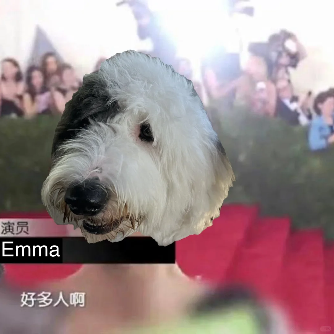 ⚠️狗狗胆小社恐，可能是生理性疾病！