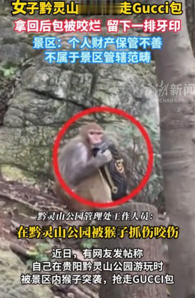 “被猴子抢劫怎么判！“贵州贵阳，一女子女子挎着上万的GUCCI包游玩，猴子突然窜