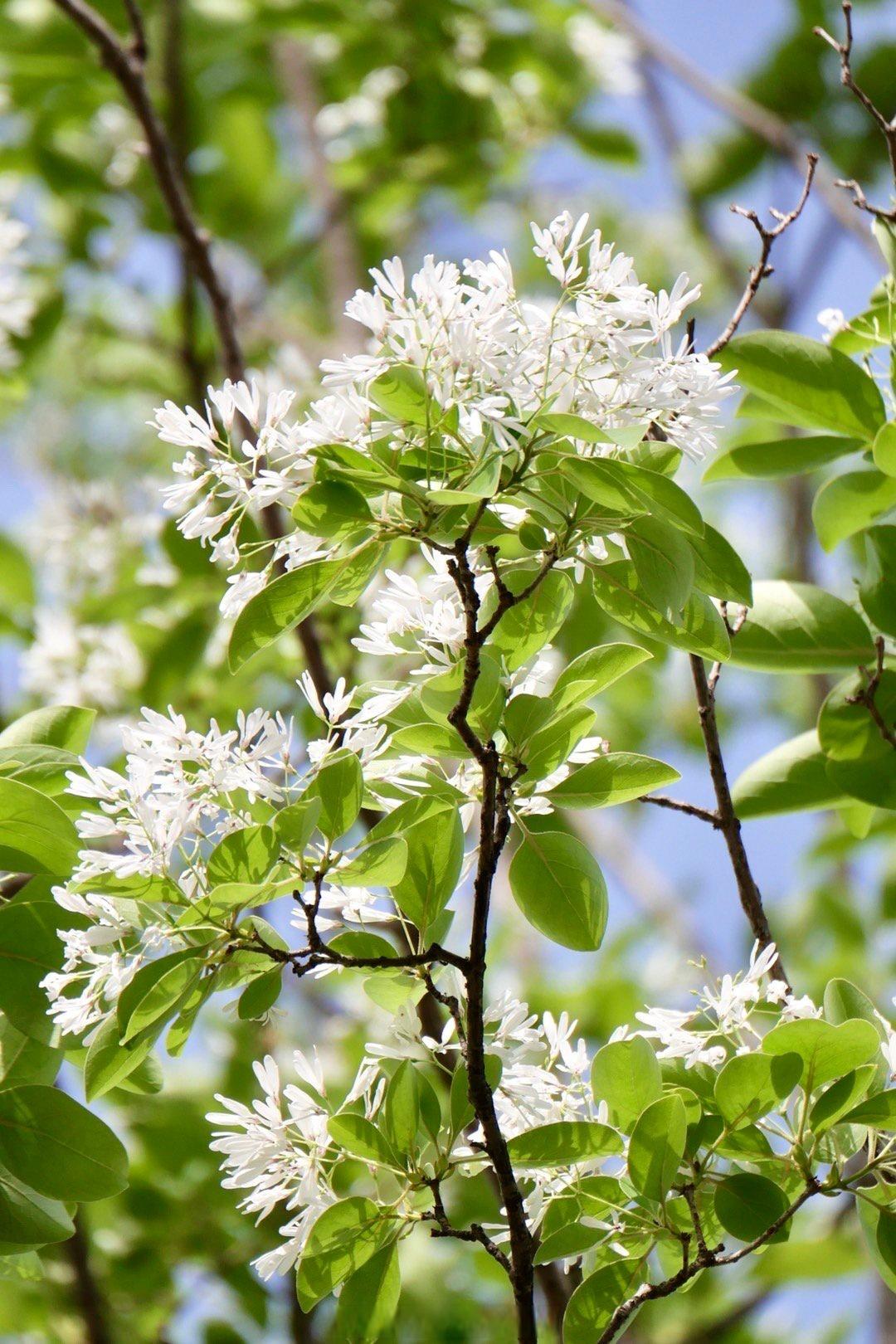 湖北武汉一棵200岁流苏树开花！一年只开约10天！

在武汉黄陂，一棵树龄将近 