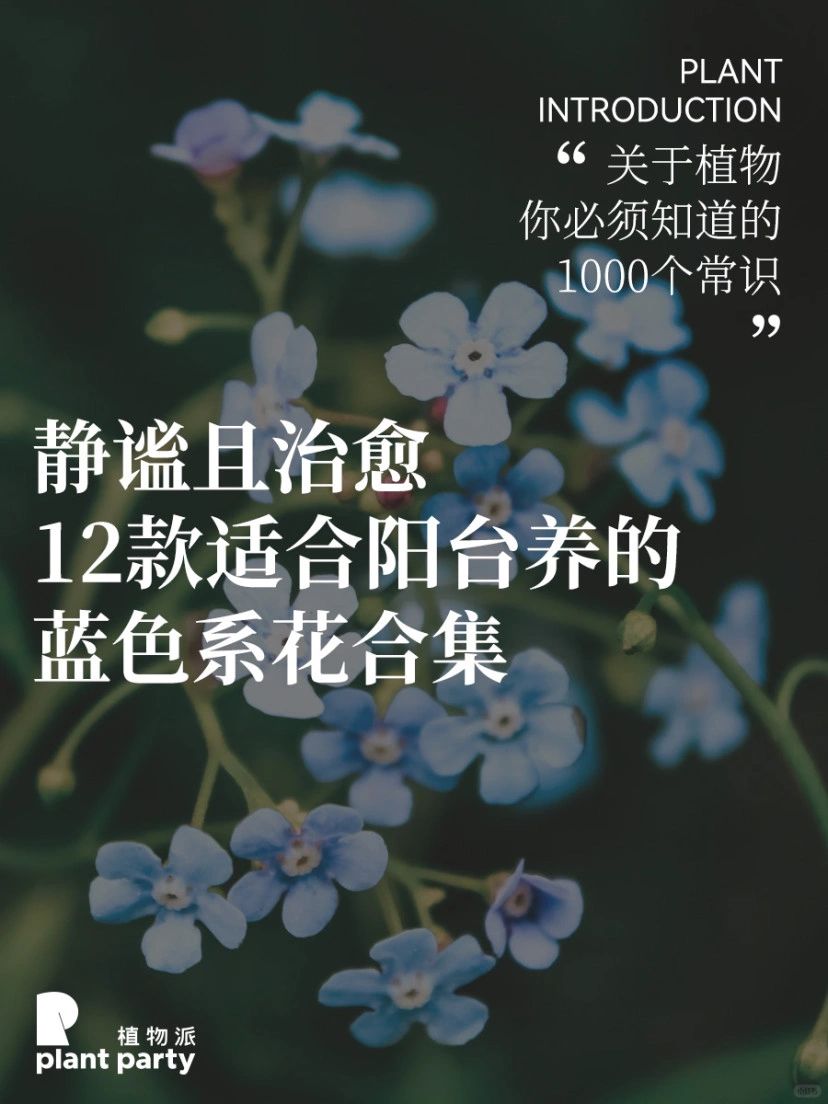 种出一个蓝色花园💙12款适合种阳台蓝色系花