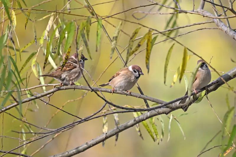 麻雀,你们那里的方言叫什么?家鸟
