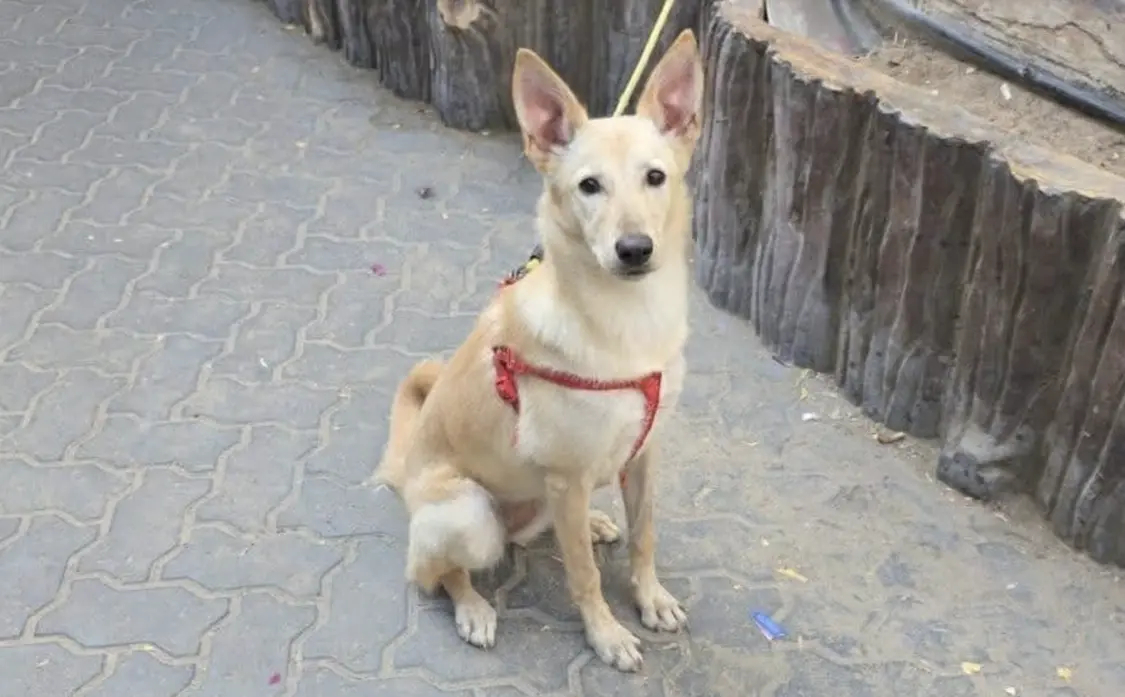 【中东局势致迪拜现宠物遗弃潮，兽医称安乐死咨询激增】随着伊朗导弹袭击波及阿联酋，