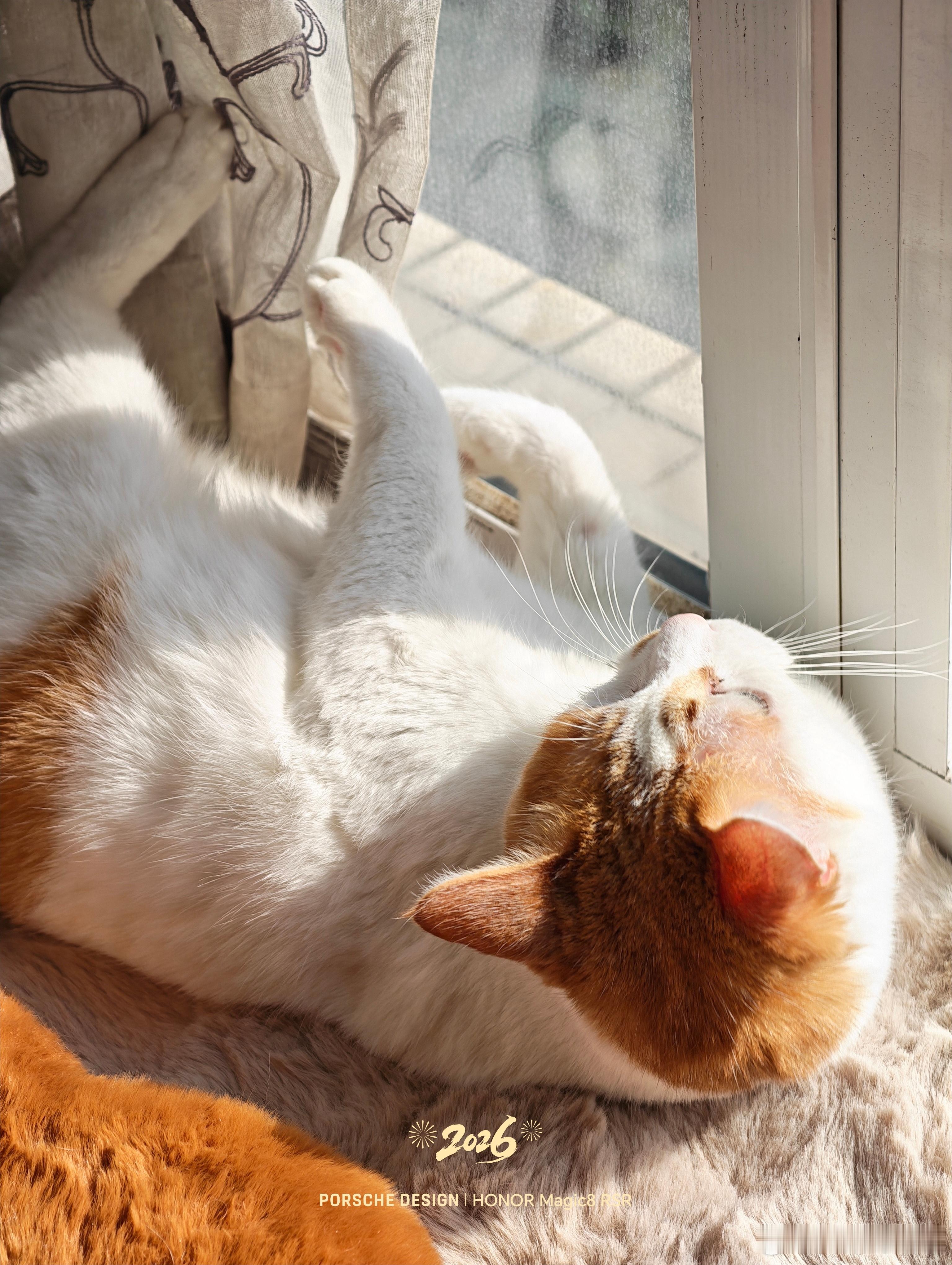 橘子打滚晒太阳成都最近气温都很高，街边公园里的花也开了很多，春天来了呀～ 