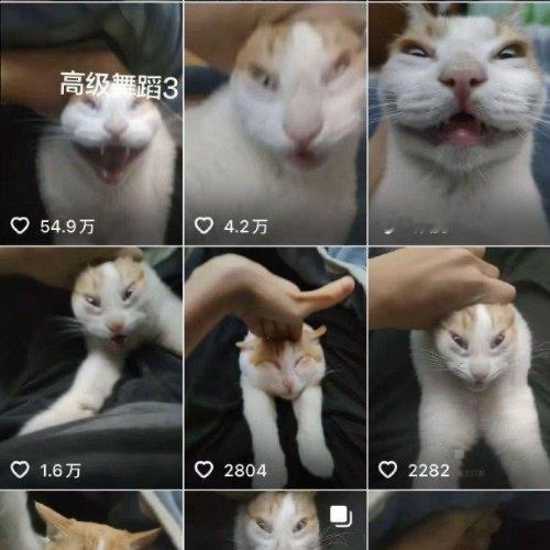 最近好多养猫的朋友都在议论一件事：国产猫粮品牌“诚实一口”合作的博主被指虐猫了。