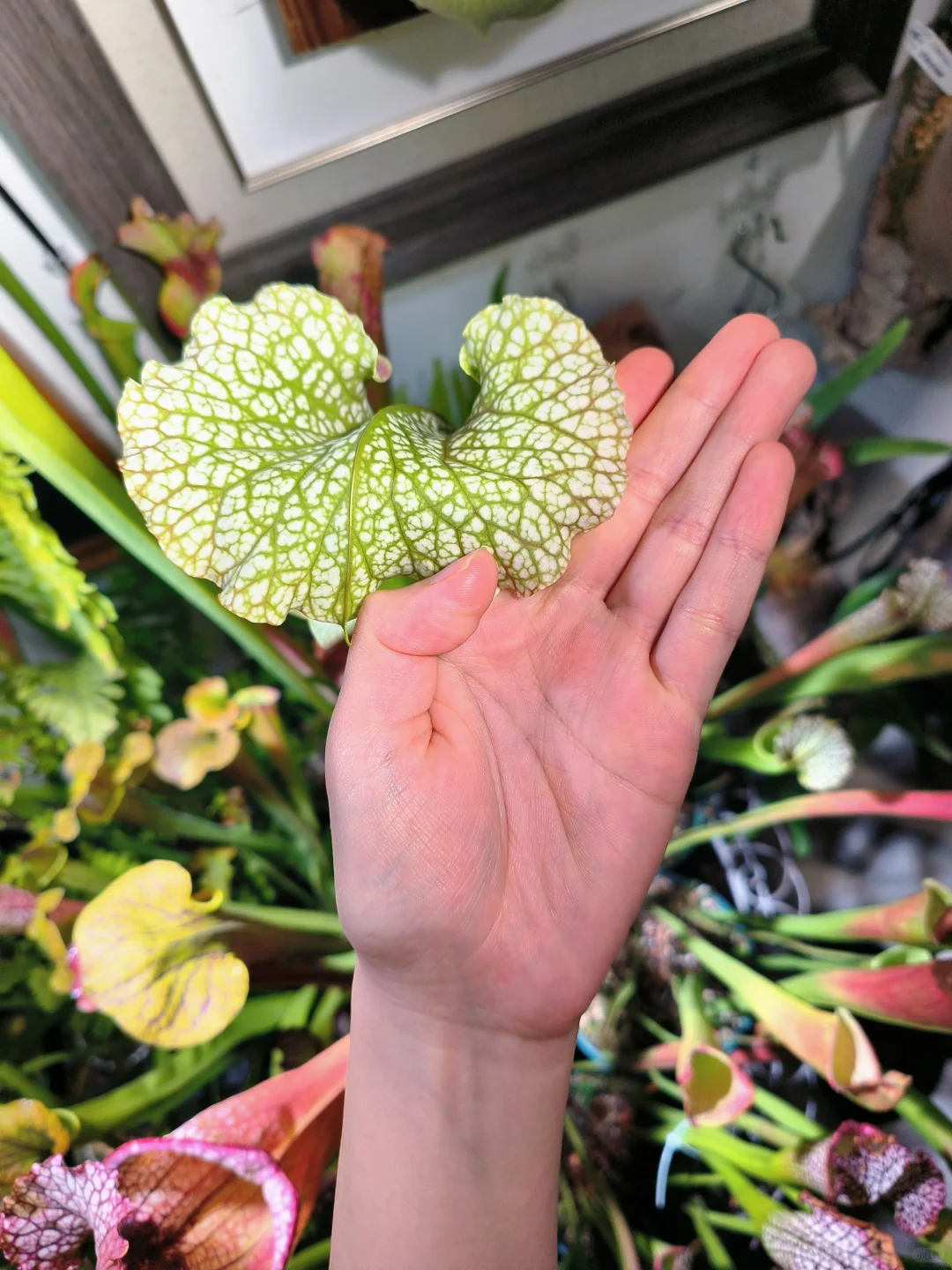 见过巴掌大的盖子吗？
