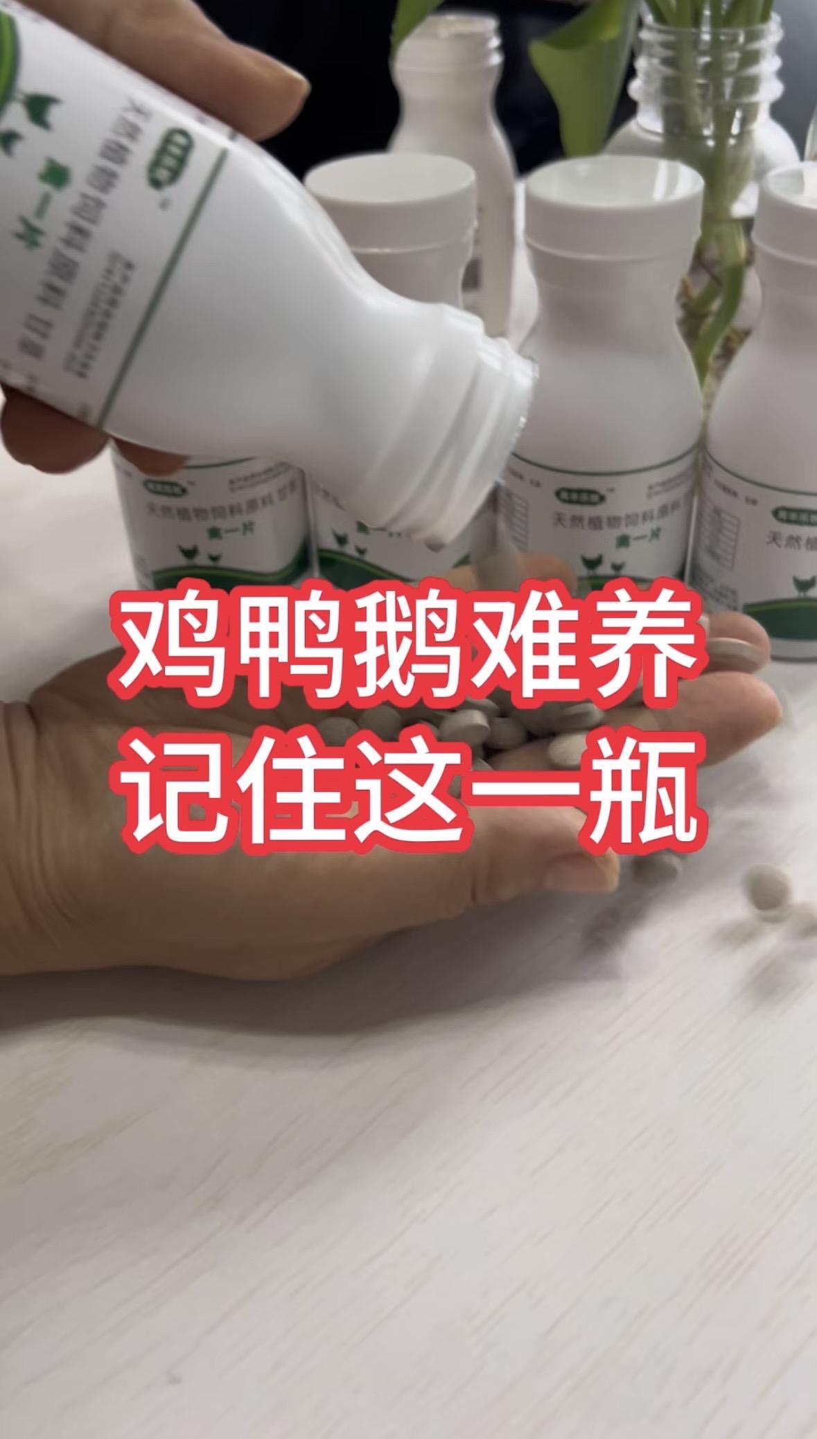 鸡鸭鹅养殖养鸡小妙招 农村散养土鸡 鸡鸭鹅养殖