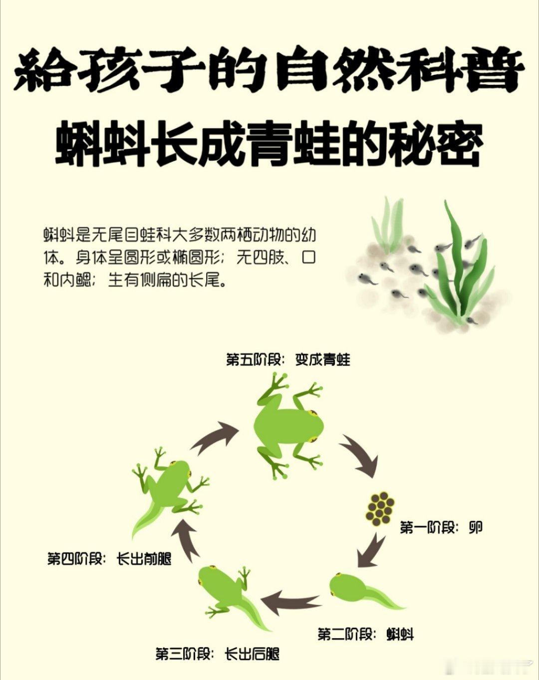 蝌蚪长成青蛙的秘密   养小蝌蚪最好用池塘水，自来水需要沉淀1-2天蝌蚪阶段可以