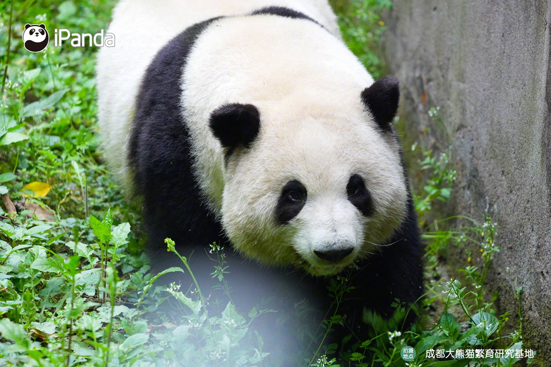 【大熊猫的治愈从早安开始】🐼发言熊：大熊猫“和花”📒名熊名言：想吃就吃，想睡