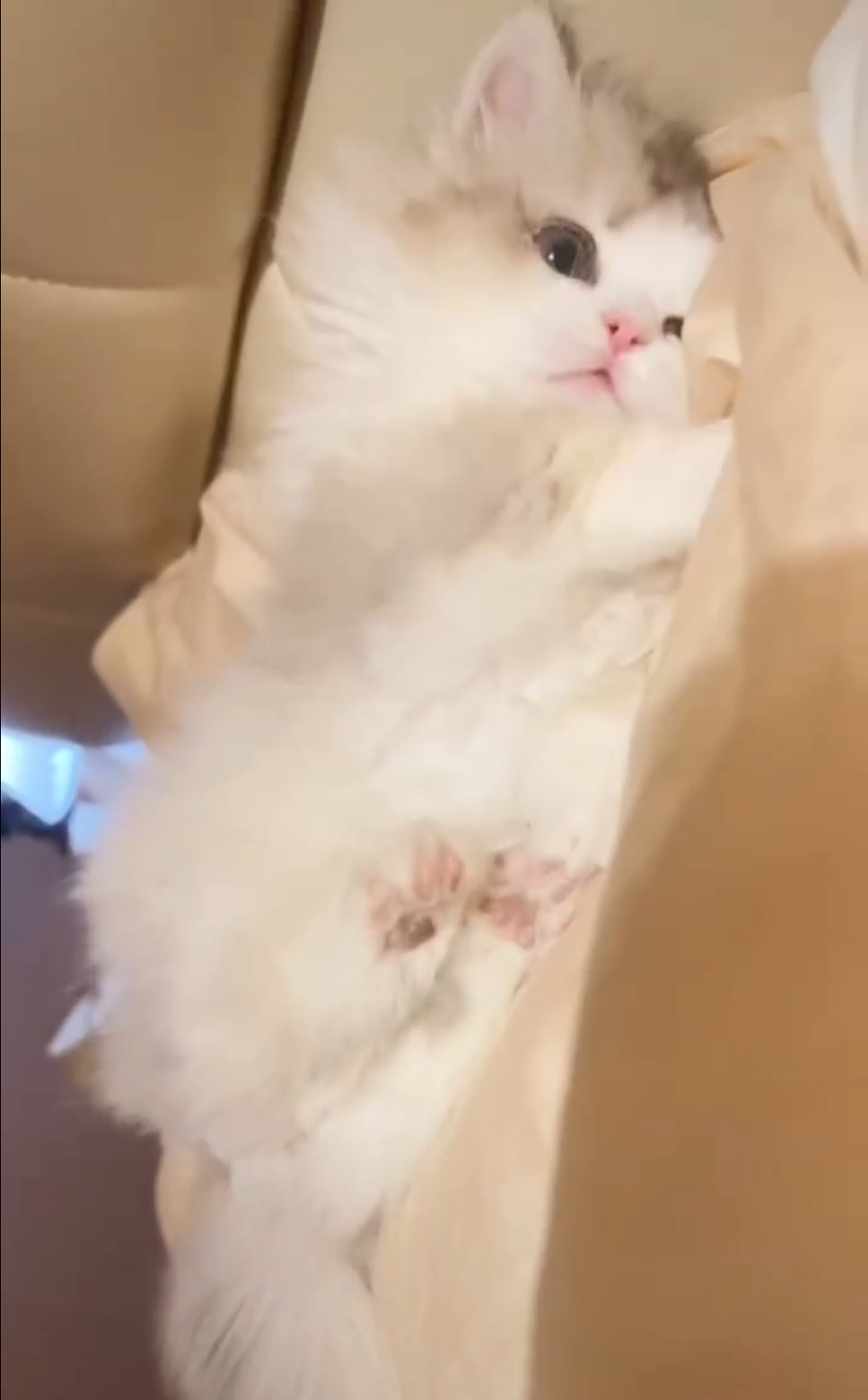 质疑纣王成为纣王[哇] ​​​