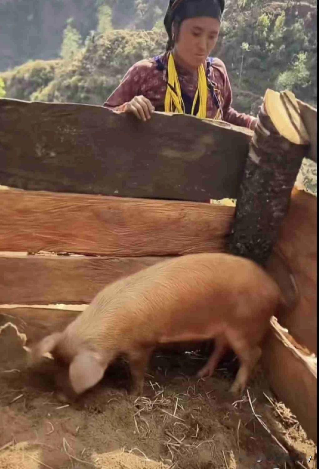 翠花家的猪，一猪一木屋连排别墅，吃饭和睡觉分开的，休息安静清幽。猪这样住，其实是