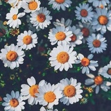 芒果软爱聊科技