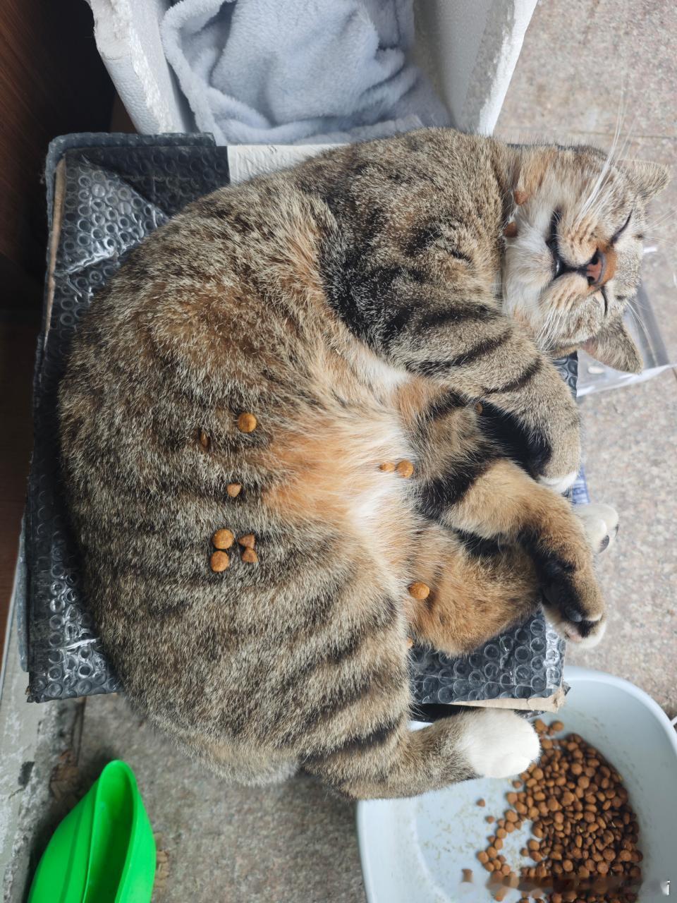 49389【丑猫】只是睡觉