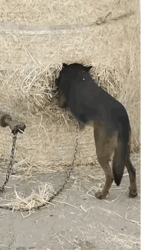 见过这个的不多了吧！