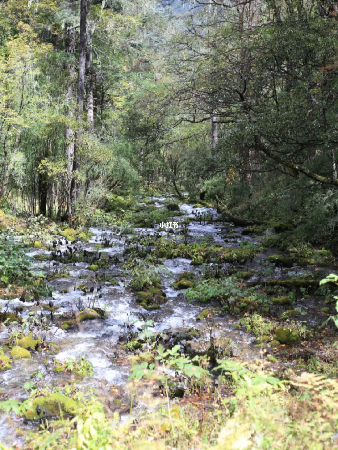 尼汝🌈香格里拉最后的秘境🌈探秘神瀑圣湖