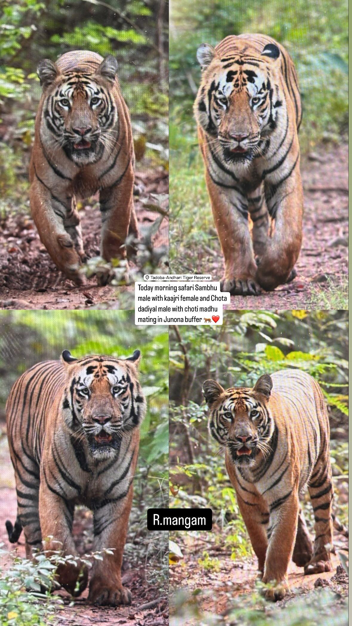 【塔多巴】拍摄于2025年10月11日，南部虎战愈演愈烈。  图❶. ...