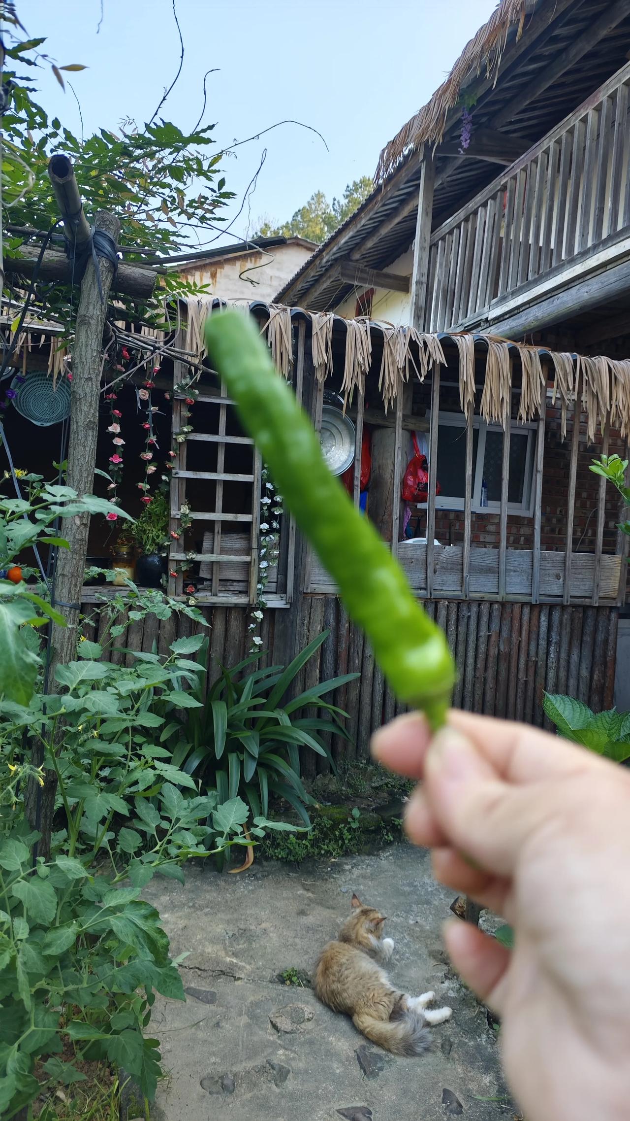 今天摘了初夏的第一个辣椒……