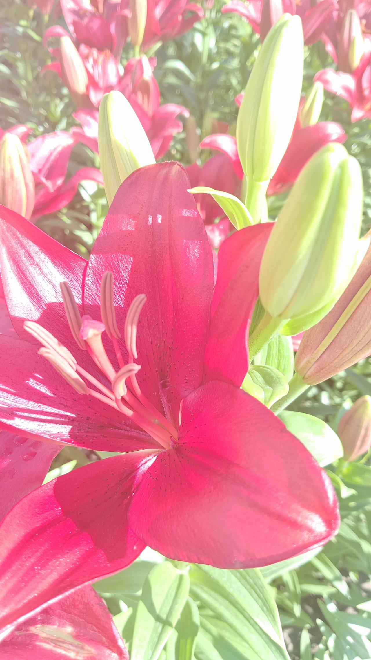 惊艳的红色百合，绽放出生命的色彩！🌸🌹