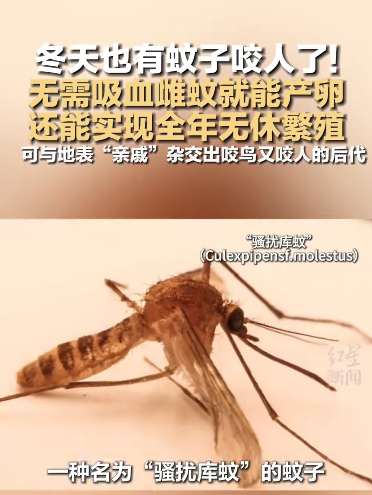 别以为冬天就没蚊子了！现在连冬天都有蚊子咬人，这“骚扰库蚊”简直是蚊子界的“卷王
