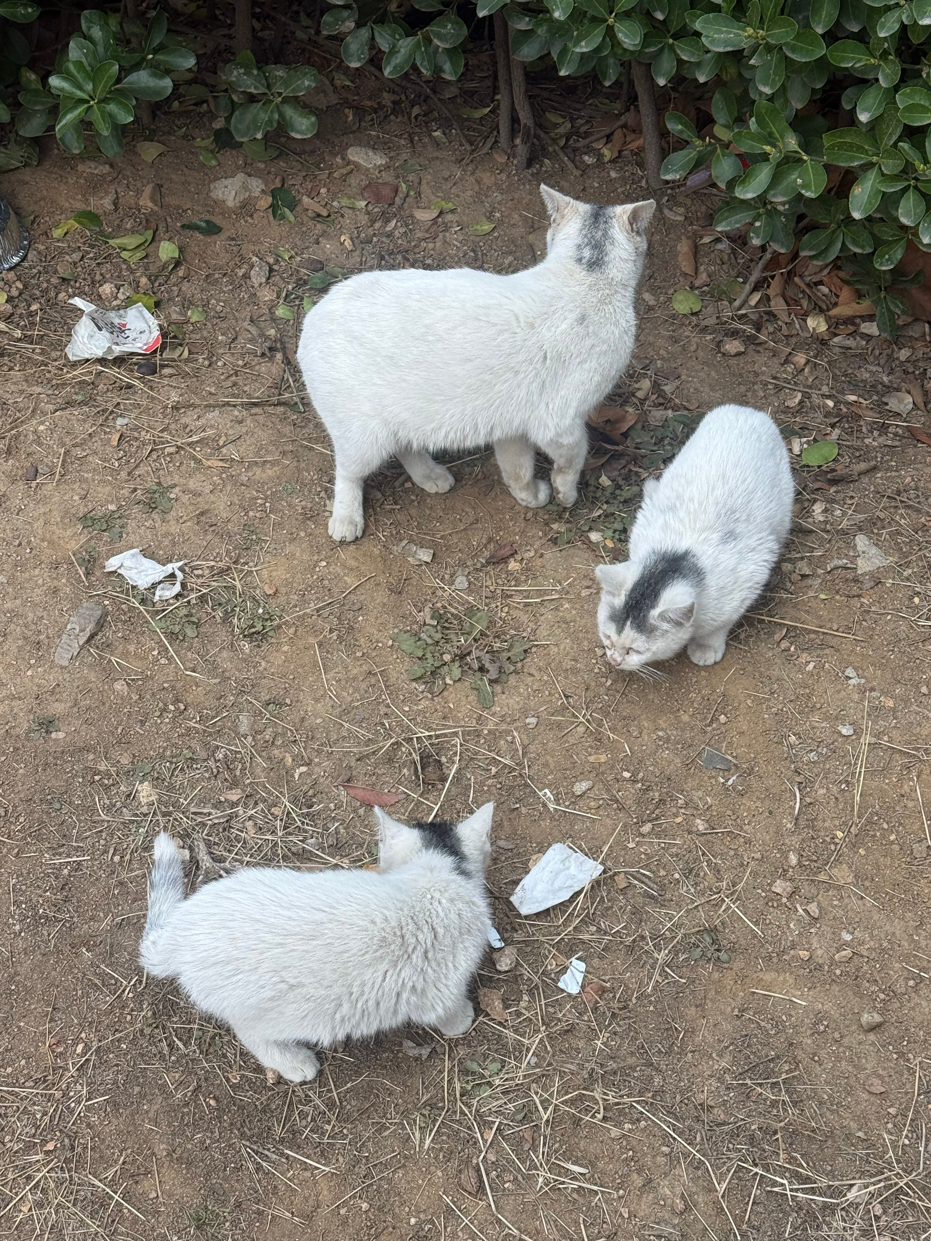 在公司楼下遇到了传说中的莫西干头，挺朋克啊你们这一家人