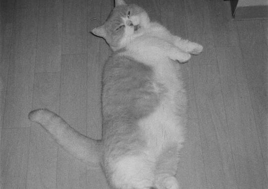 胶片里的小猫