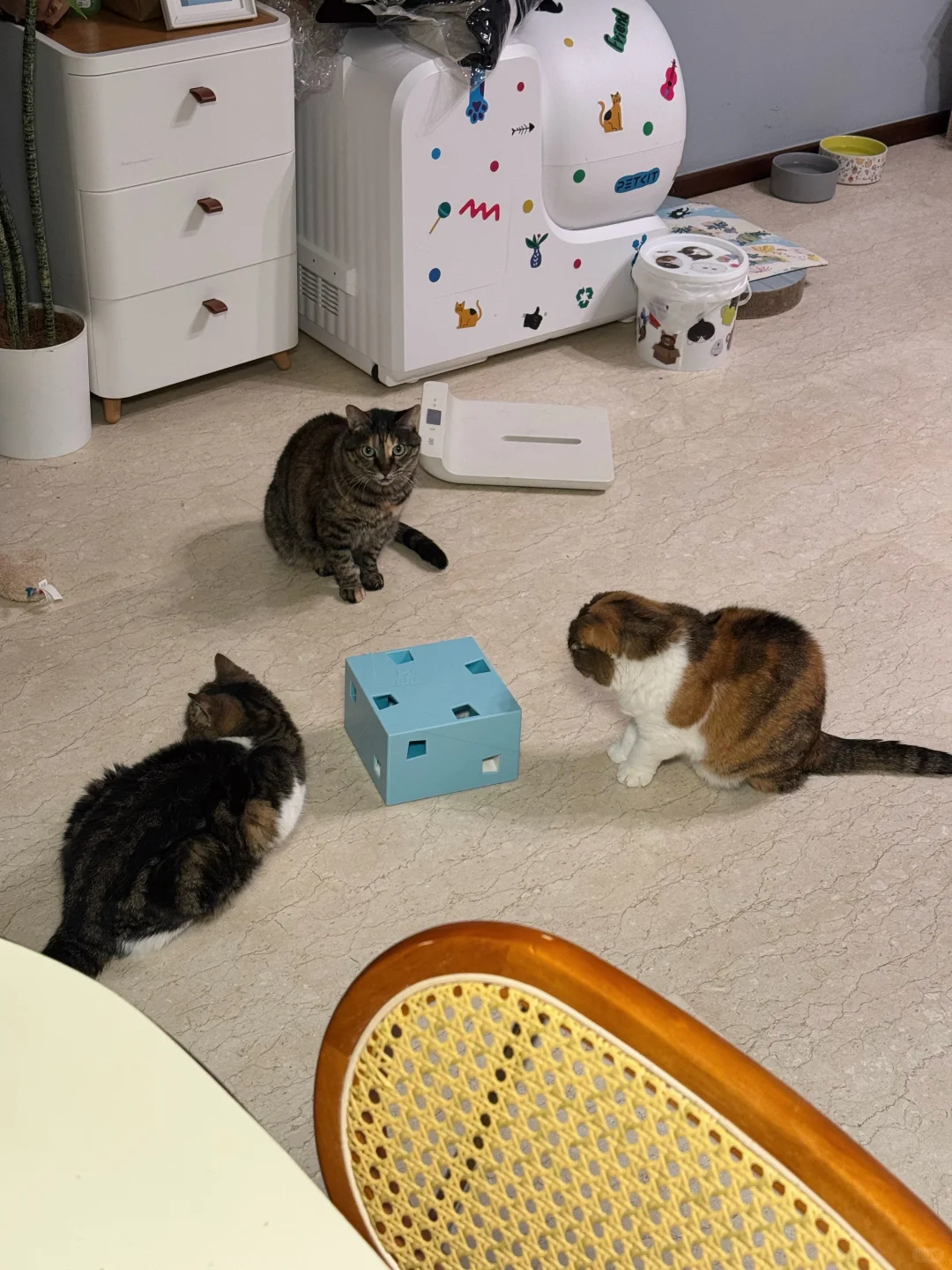 大半夜的三只猫在斗地主？