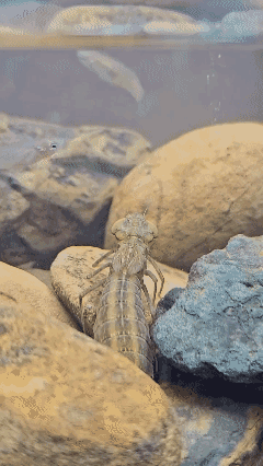 原来这就是蜻蜓的幼虫
比成虫猛多了！[赞]