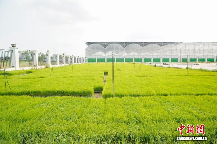 “湾区之心”的农业“硬科技” 助力稻米产出率提升