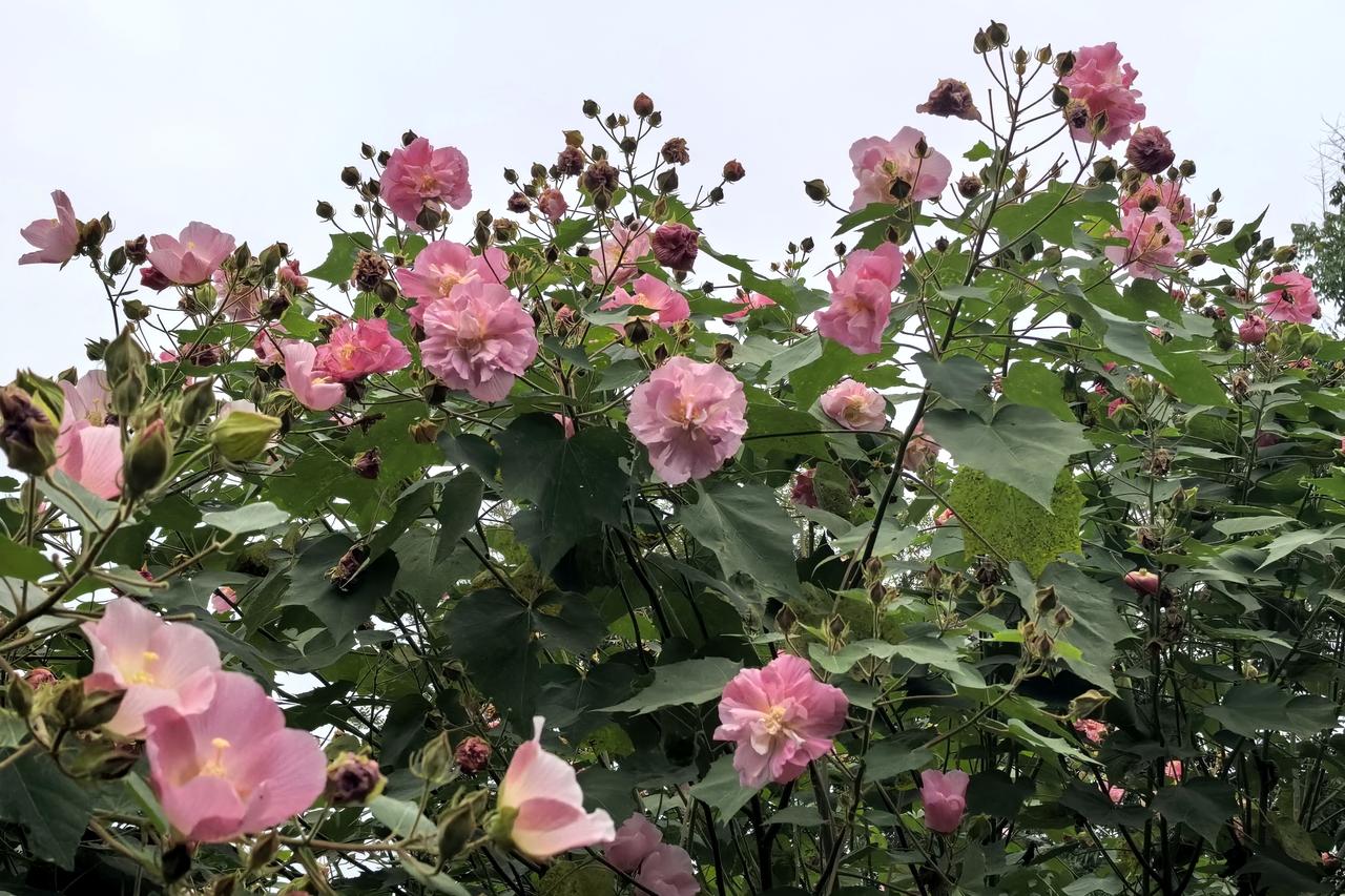 【芙蓉不输牡丹】