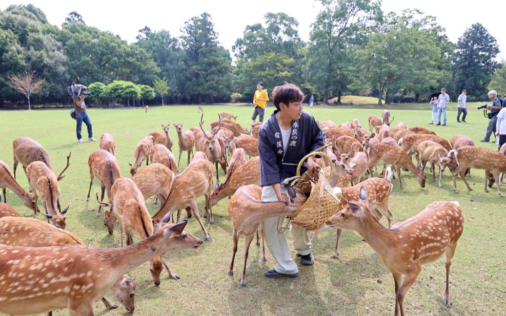 人生两大苦，求不得和已失去？石破茂辞职以后，大家开始念起他的好。
赴日游客多了，