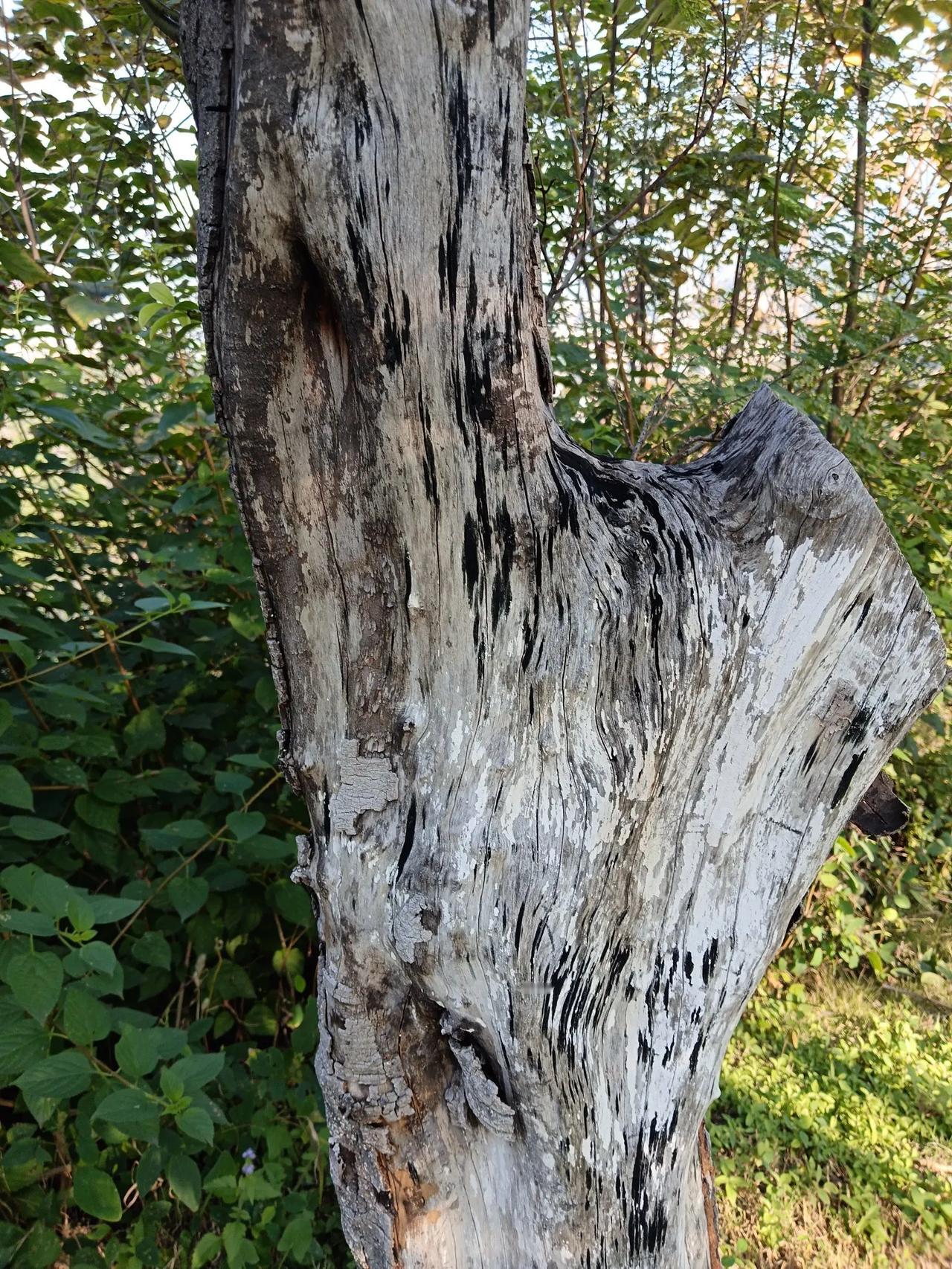 生命，for alive！for survival！