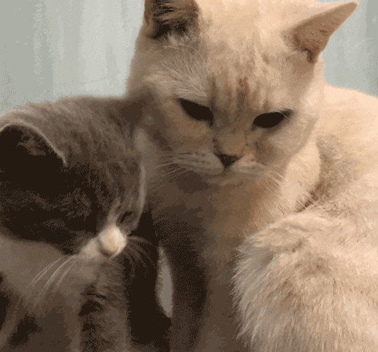 上午没什么事儿，贴个脸儿。腻歪一下