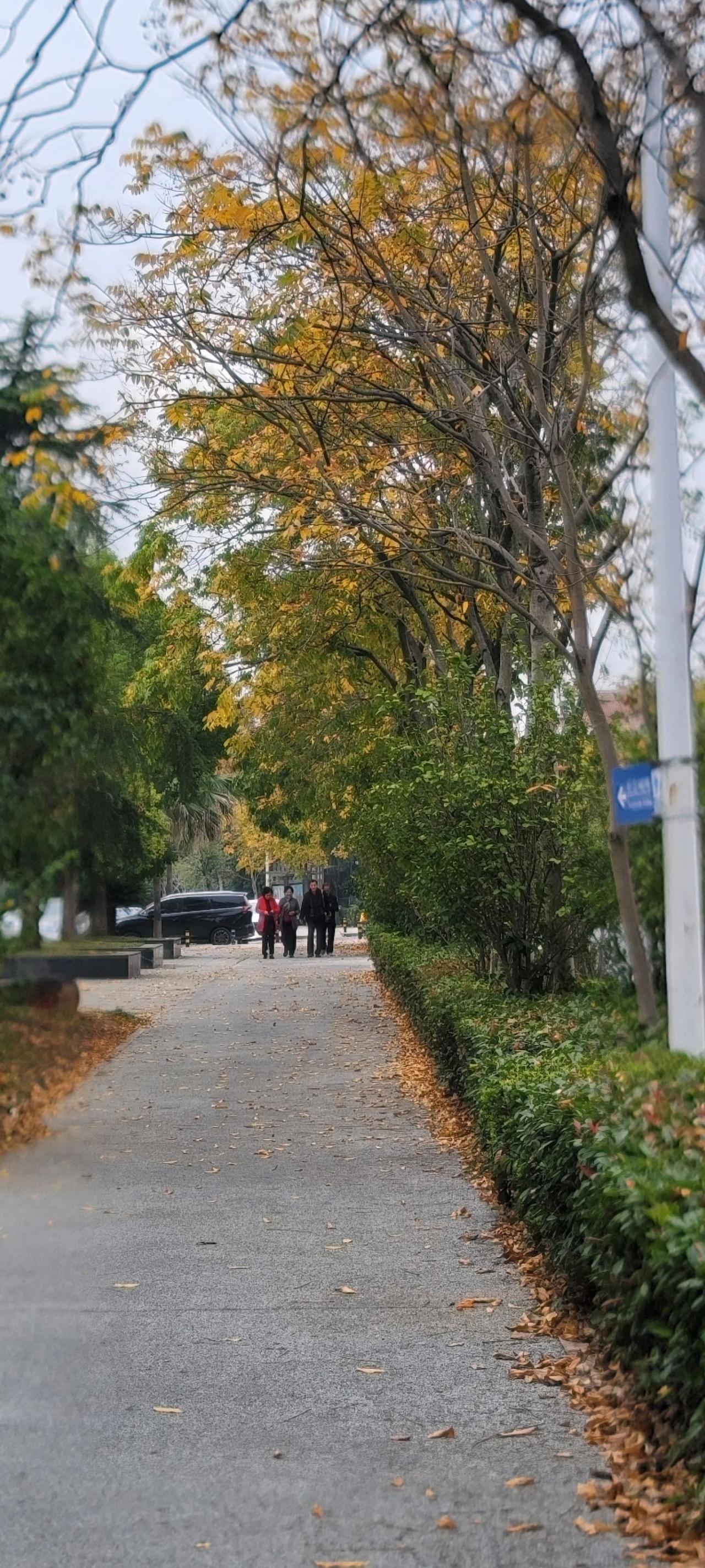 不生不灭，不垢不净，不增不减。是故空中无色。落叶🍂